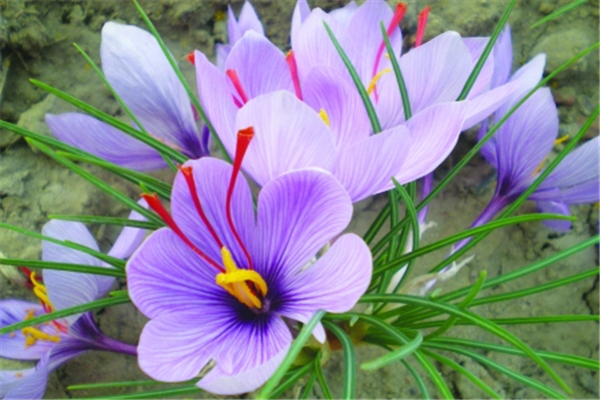 藏紅花的功效和作用 藏紅花泡水喝的正確方法 藏紅花的功效和作用 藏紅花泡水喝的正確方法