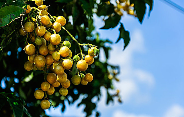 吃黃皮果可以減肥嗎 吃黃皮果有什么好處和壞處 吃黃皮果可以減肥嗎 吃黃皮果有什么好處和壞處