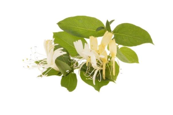 金銀花對婦科炎癥有用嗎 金銀花能治痤瘡嗎