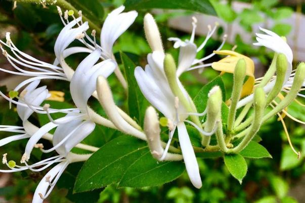 金銀花的功效與作用 金銀花的禁忌 金銀花的功效與作用 金銀花的禁忌