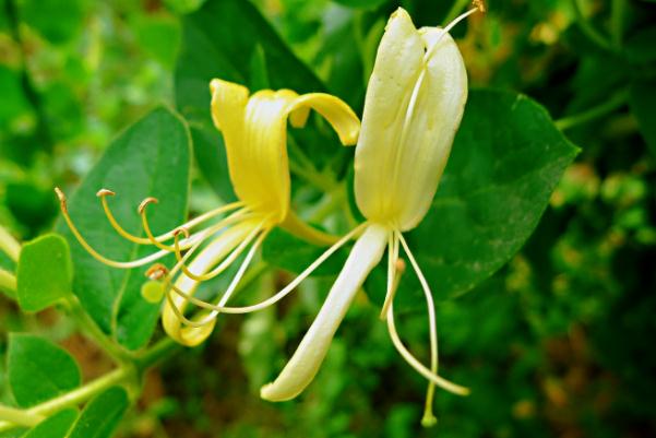 金銀花對濕疹有作用嗎 金銀花對肺結節(jié)有什么好處