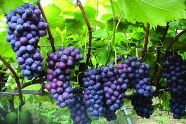 巨峰葡萄會不會上火 吃巨峰葡萄的好處 巨峰葡萄會不會上火 吃巨峰葡萄的好處