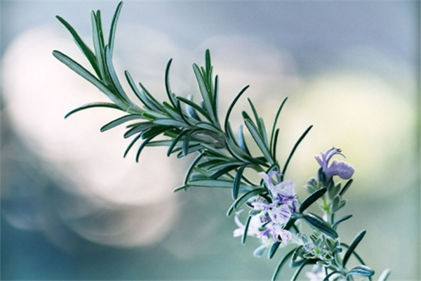 迷迭香有驅蚊的作用嗎 迷迭香驅蚊效果好嗎