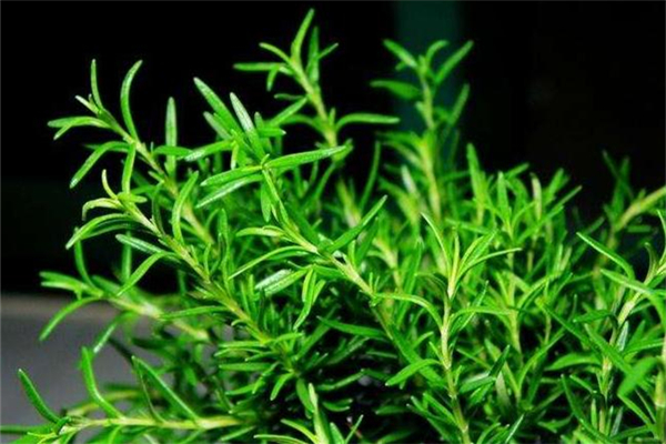 迷迭香有驅蚊的作用嗎 迷迭香驅蚊效果好嗎