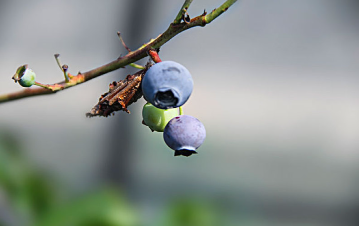 藍莓含糖量高嗎 藍莓可以一天吃一盒嗎 藍莓含糖量高嗎 藍莓可以一天吃一盒嗎