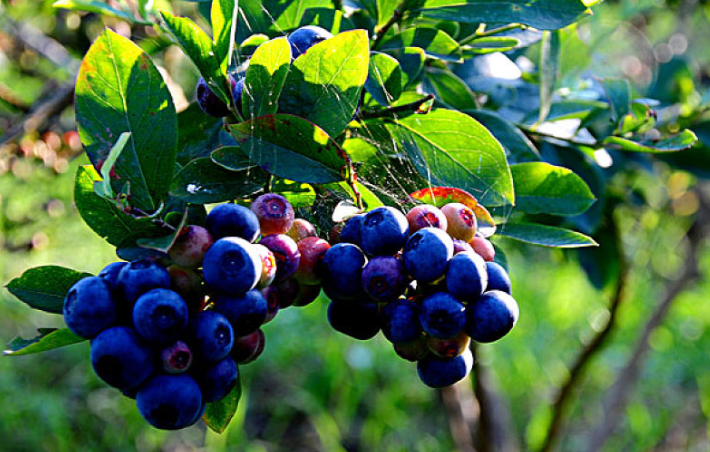 藍(lán)莓吃多了會中毒嗎 藍(lán)莓皮有什么作用