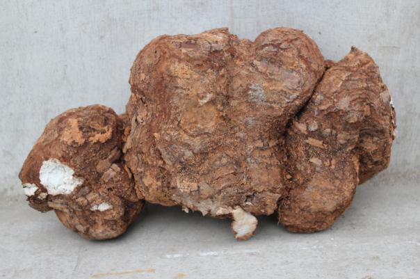 茯苓會便秘嗎 茯苓會拉肚子嗎 茯苓會便秘嗎 茯苓會拉肚子嗎