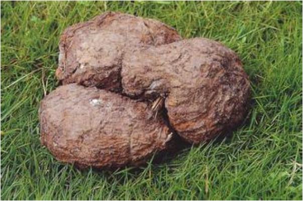 茯苓會便秘嗎 茯苓會拉肚子嗎 茯苓會便秘嗎 茯苓會拉肚子嗎