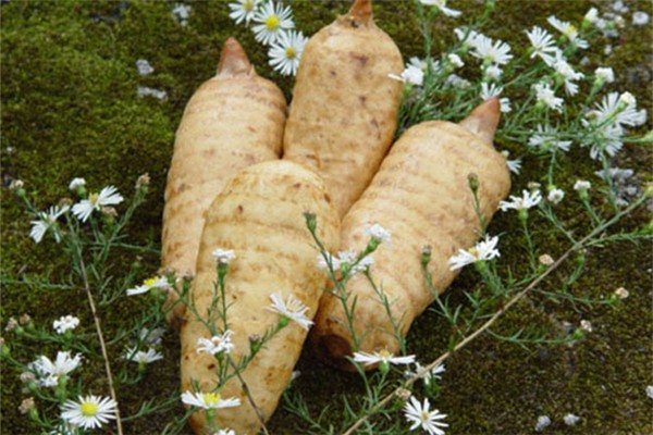天麻燉什么治頭疼最好 天麻可以治頭疼嗎 天麻燉什么治頭疼最好 天麻可以治頭疼嗎