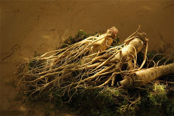 人參吃多了會上火嗎 人參是涼性的還是熱性的 人參吃多了會上火嗎 人參是涼性的還是熱性的