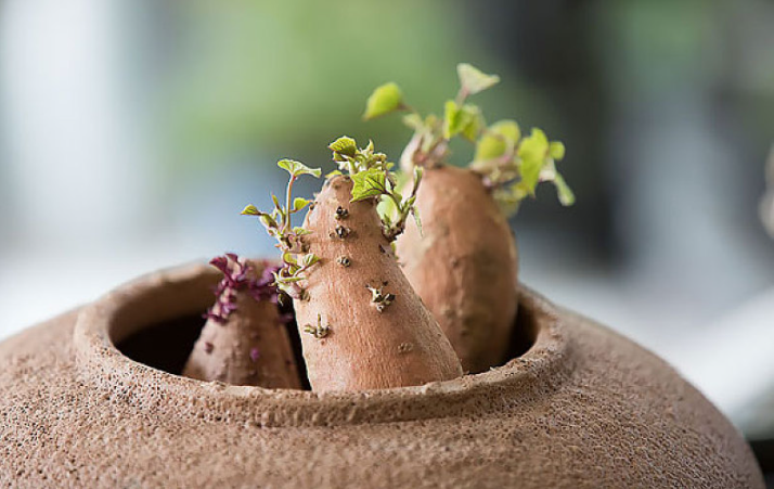 吃烤紅薯的好處和壞處 紅薯蒸得里面還是有點硬能吃嗎 吃烤紅薯的好處和壞處 紅薯蒸得里面還是有點硬能吃嗎