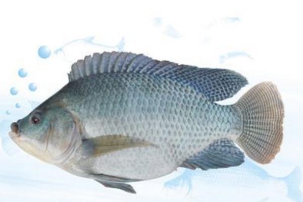 羅非魚是海魚還是河魚 羅非魚是深海魚嗎 羅非魚是海魚還是河魚 羅非魚是深海魚嗎