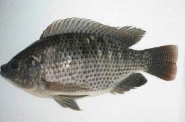 羅非魚是海魚還是河魚 羅非魚是深海魚嗎 羅非魚是海魚還是河魚 羅非魚是深海魚嗎