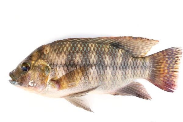 羅非魚可以生吃嗎 羅非魚可以清蒸嗎 羅非魚可以生吃嗎 羅非魚可以清蒸嗎