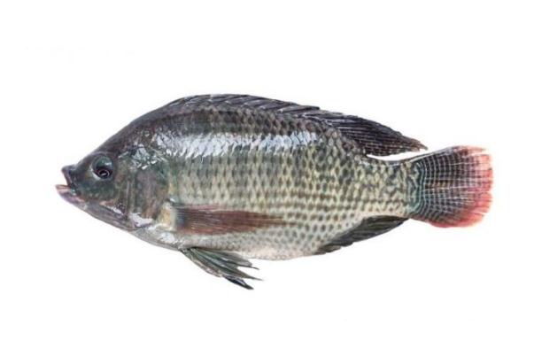 羅非魚是海魚還是河魚 羅非魚是深海魚嗎 羅非魚是海魚還是河魚 羅非魚是深海魚嗎