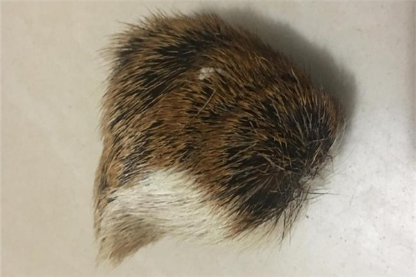 麝香的作用和功效 麝香有什么危害 麝香的作用和功效 麝香有什么危害