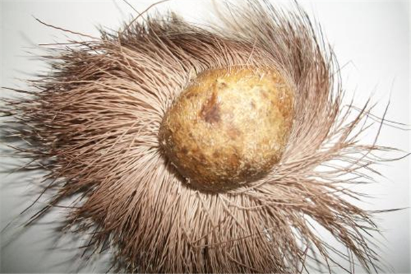 麝香會導致月經(jīng)不正常嗎 麝香會影響月經(jīng)嗎