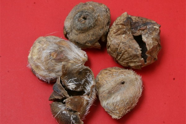 麝香是天然的嗎 天然麝香和人工麝香的區(qū)別 麝香是天然的嗎 天然麝香和人工麝香的區(qū)別