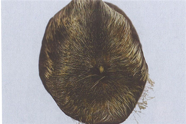 麝香是天然的嗎 天然麝香和人工麝香的區(qū)別 麝香是天然的嗎 天然麝香和人工麝香的區(qū)別