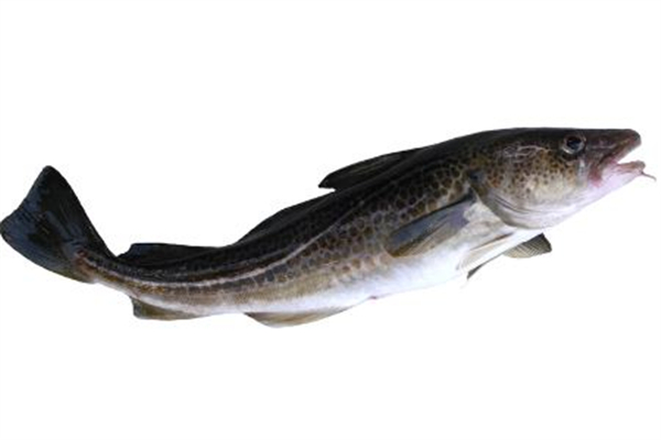 黑魚(yú)身上的粘液可以吃嗎 黑魚(yú)身上粘液怎么洗才干凈 黑魚(yú)身上的粘液可以吃嗎 黑魚(yú)身上粘液怎么洗才干凈