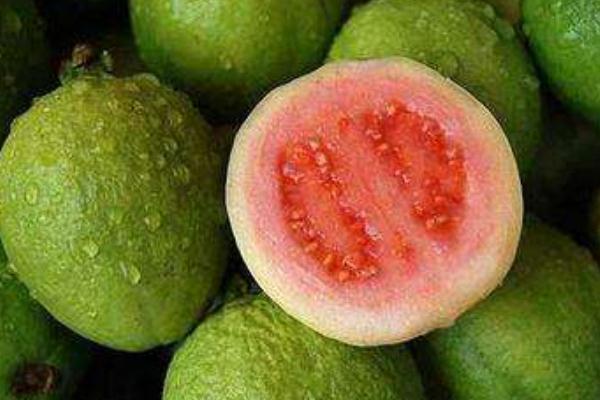 番石榴是什么季節(jié)的水果 番石榴是芭樂(lè)嗎