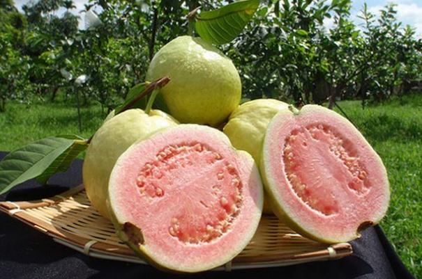 番石榴會(huì)上火嗎 番石榴上火還是降火 番石榴會(huì)上火嗎 番石榴上火還是降火