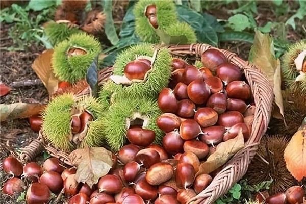 板栗煮完要用冷水過(guò)一遍嗎 板栗煮熟可以放多久