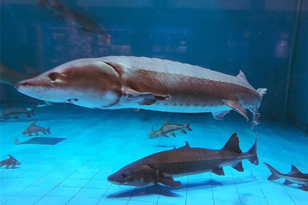 男子將野生中華鱘分解放冰箱 中華鱘屬于國家?guī)准壉Ｗo(hù)動物