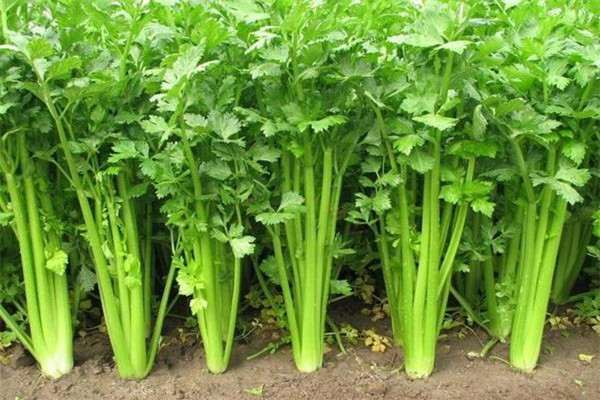 芹菜會(huì)導(dǎo)致不孕嗎 芹菜會(huì)導(dǎo)致流產(chǎn)嗎