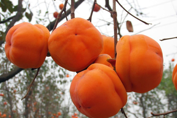 柿子會上火嗎 柿子會不會過敏