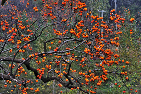 柿子會引起結(jié)石嗎 柿子會引起胃疼嗎 柿子會引起結(jié)石嗎 柿子會引起胃疼嗎