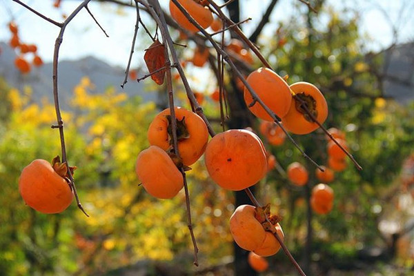 柿子的含糖量高嗎 糖尿病患者能吃柿子嗎 柿子的含糖量高嗎 糖尿病患者能吃柿子嗎