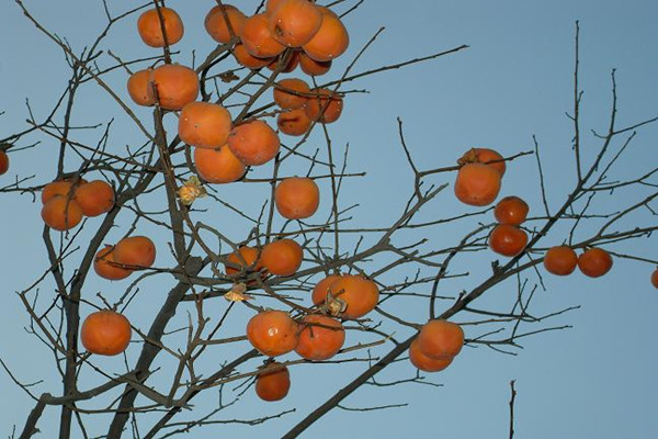 柿子的含糖量高嗎 糖尿病患者能吃柿子嗎 柿子的含糖量高嗎 糖尿病患者能吃柿子嗎