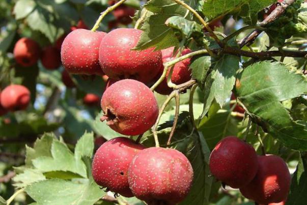 山楂對痛風(fēng)有好處嗎 山楂對脾胃有好處嗎 山楂對痛風(fēng)有好處嗎 山楂對脾胃有好處嗎