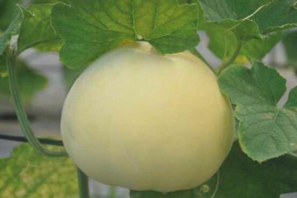 香瓜怎么看熟不熟 香瓜沒(méi)熟能吃嗎 香瓜怎么看熟不熟 香瓜沒(méi)熟能吃嗎