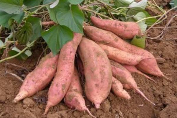 紅薯和牛奶能一起吃嗎 紅薯的糖分高嗎 紅薯和牛奶能一起吃嗎 紅薯的糖分高嗎