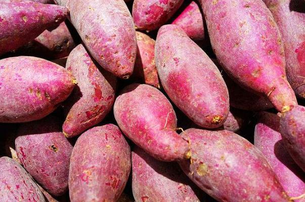 紅薯和牛奶能一起吃嗎 紅薯的糖分高嗎 紅薯和牛奶能一起吃嗎 紅薯的糖分高嗎