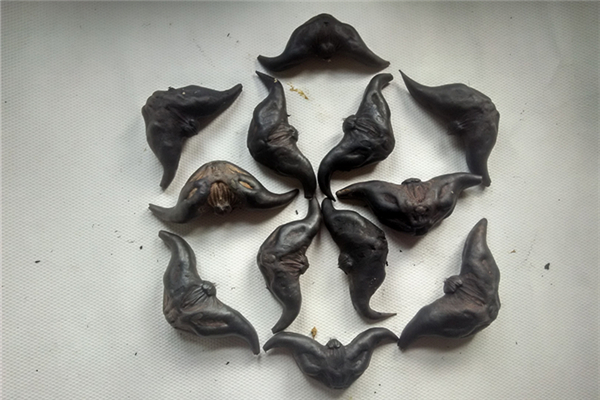 煮菱角需要放什么東西嗎 煮菱角的水能喝嗎 煮菱角需要放什么東西嗎 煮菱角的水能喝嗎