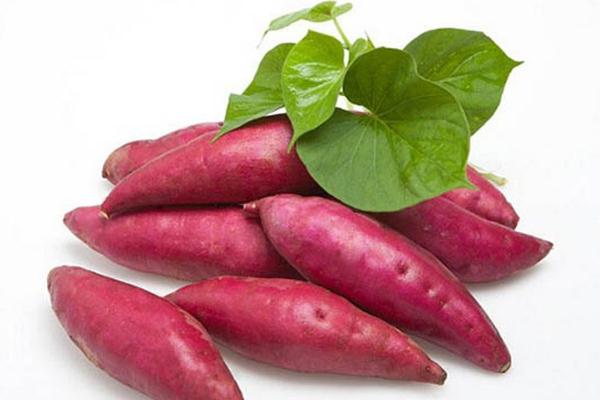 紅薯和牛奶能一起吃嗎 紅薯的糖分高嗎 紅薯和牛奶能一起吃嗎 紅薯的糖分高嗎