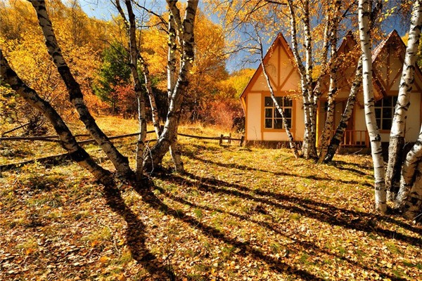 秋天喝什么潤肺去燥 秋天喝什么花茶最好養(yǎng)生 秋天喝什么潤肺去燥 秋天喝什么花茶最好養(yǎng)生