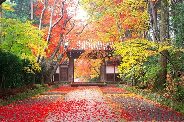 秋天喝什么潤肺去燥 秋天喝什么花茶最好養(yǎng)生 秋天喝什么潤肺去燥 秋天喝什么花茶最好養(yǎng)生