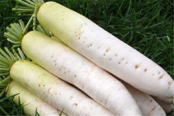 白蘿卜發(fā)青能吃嗎 白蘿卜發(fā)苦是怎么回事 白蘿卜發(fā)青能吃嗎 白蘿卜發(fā)苦是怎么回事