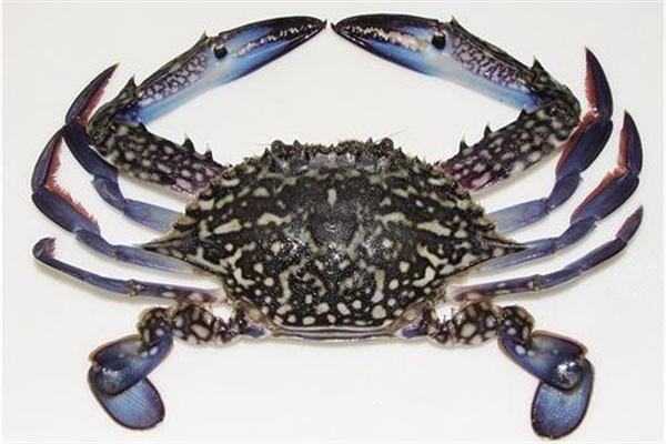 花蟹要蒸多久才熟 蒸花蟹要放什么 花蟹要蒸多久才熟 蒸花蟹要放什么