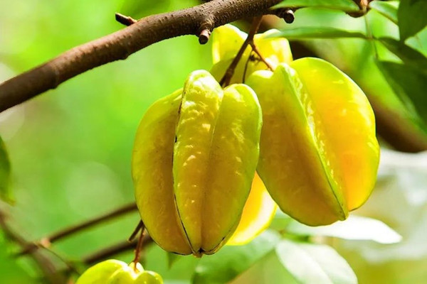 楊桃需要放冰箱嗎 楊桃需要?jiǎng)兤?>
               <p class=