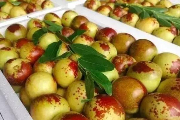 冬棗吃了會(huì)發(fā)胖嗎 吃冬棗注意事項(xiàng) 冬棗吃了會(huì)發(fā)胖嗎 吃冬棗注意事項(xiàng)