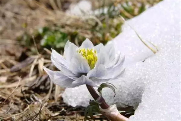 天山雪蓮燉雞湯能不能多吃 天山雪蓮燉雞湯的功效 天山雪蓮燉雞湯能不能多吃 天山雪蓮燉雞湯的功效
