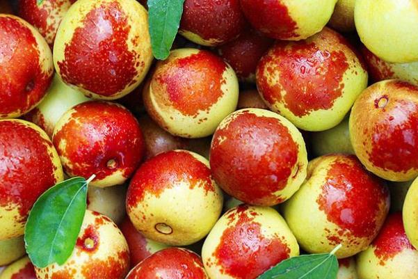 冬棗的營養(yǎng)功效與作用 冬棗產(chǎn)地哪里的最好 冬棗的營養(yǎng)功效與作用 冬棗產(chǎn)地哪里的最好