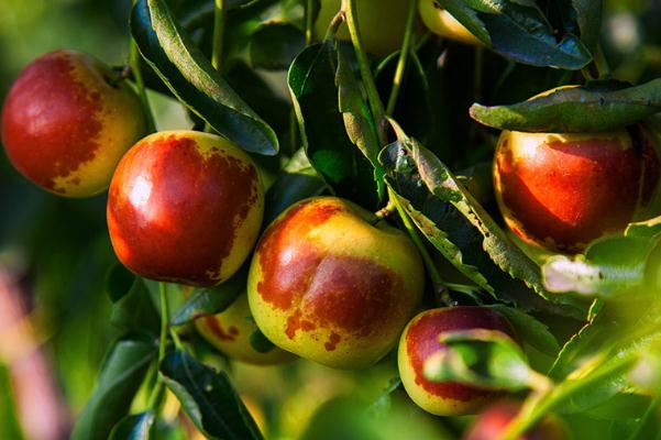 冬棗有什么營(yíng)養(yǎng) 冬棗有哪些品種 冬棗有什么營(yíng)養(yǎng) 冬棗有哪些品種