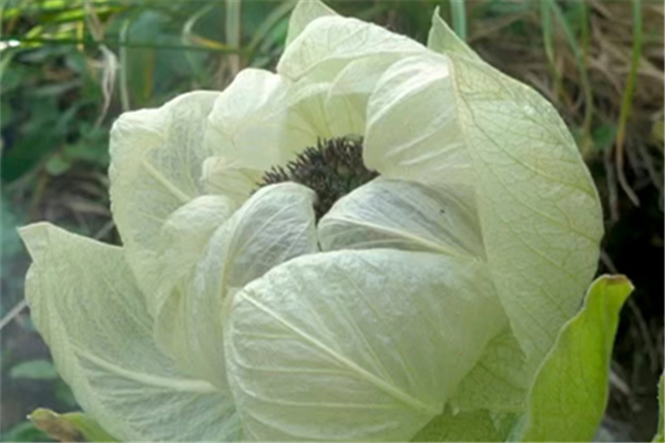 天山雪蓮可以泡酒喝嗎 天山雪蓮泡酒的作用與功效 天山雪蓮可以泡酒喝嗎 天山雪蓮泡酒的作用與功效