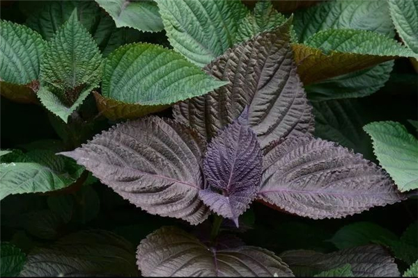 紫蘇葉可以治療感冒流鼻涕嗎 紫蘇葉對(duì)身體有什么好處